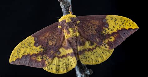 Imperial Moth - A-Z Animals