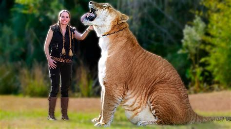 Liger | The Largest Cat in the World. Amazing facts about Ligers. Most Powerful Big Cat ...