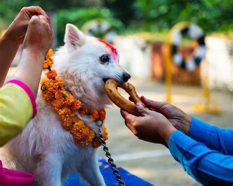 People Worshiping Dog Festival In Nepal | Kukur Tihar - 2024