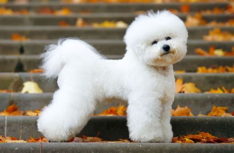 Bichon Frise | Description, Behavior, & Facts | Britannica