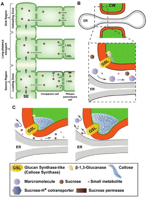 Plasmodesmata play a central role in controlling phloem delivery of ...