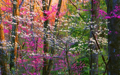 Spring Forest Trees, HD Nature, 4k Wallpapers, Images, Backgrounds ...