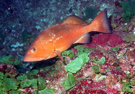 Red Grouper ~ Aquatic Animals