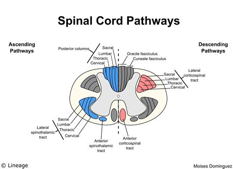 Lateral Corticospinal Tract Diagram