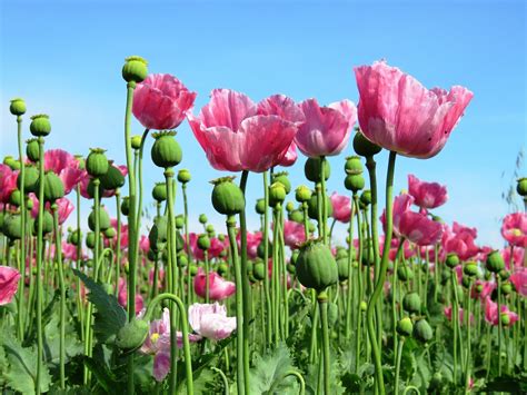 Turkey’s opium trade: successfully transitioning from illicit production to a legally regulated ...