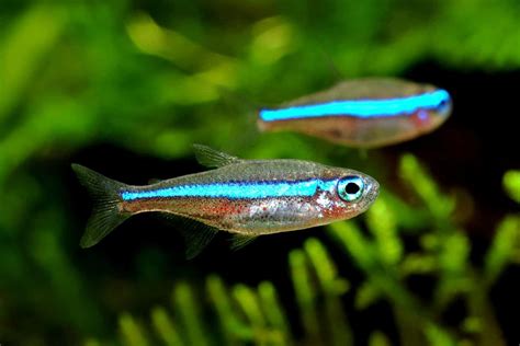 Green Neon Tetra (Paracheirodon simulans): Ultimate Care Guide - Fish ...