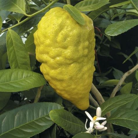 Citron Tree ‘Etrog’ (Citrus medica)