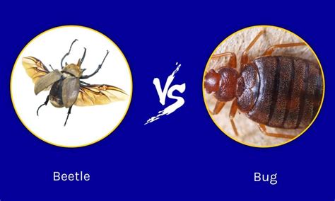 Beetles vs Bugs: What's the Difference? - A-Z Animals