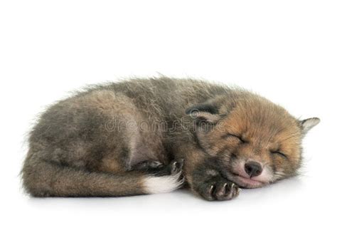 Sleeping red fox cub stock image. Image of studio, cute - 125029453