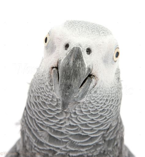 African Grey Parrot portrait photo WP48485