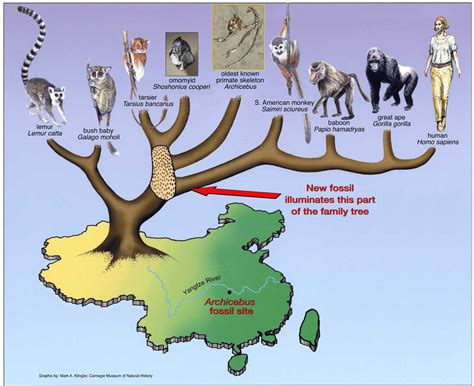 Tiny, Ancient Tree-Dweller Was One Of Earth's Earliest Primates : NPR