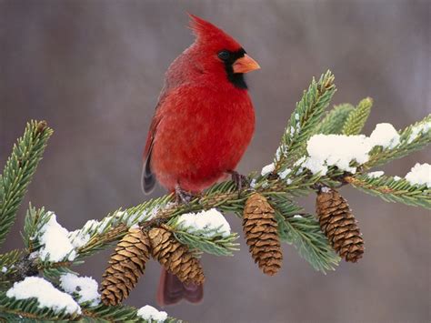 Cardinal on snowy pine branch | Birds | Pinterest