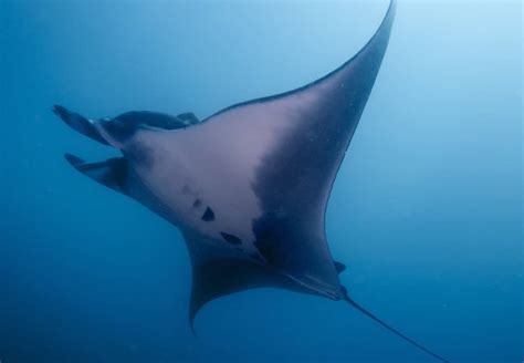 Rays At Risk: Are Manta Rays Endangered? - MarinePatch