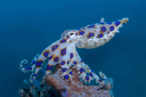 Blue Ringed Octopus Eating A Crab