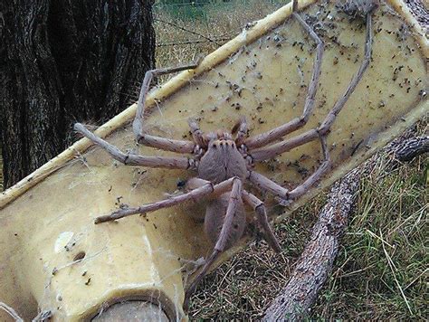 Giant huntsman spider captured on camera in Australia | The Independent | The Independent