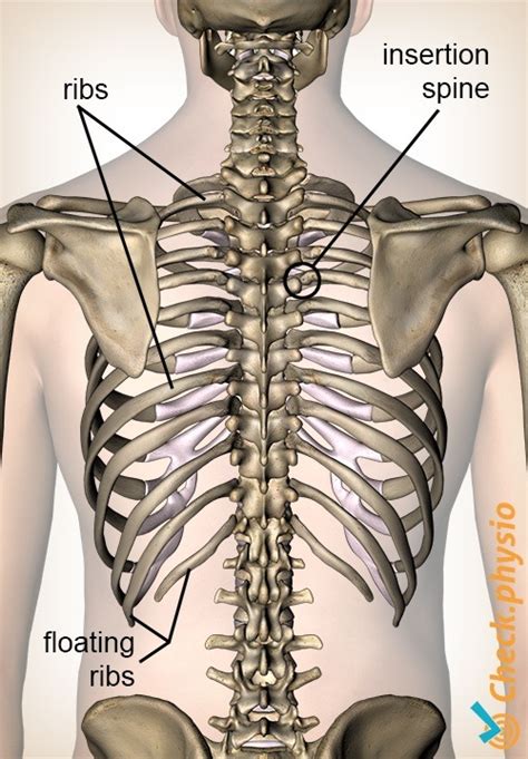 Dysfunction of the rib joints on the back | Physio Check