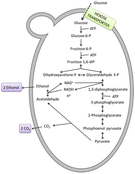 Yeast Fermentation