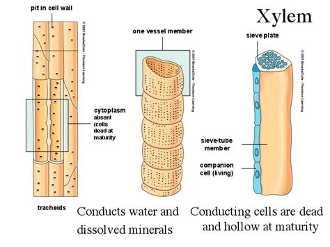 [DIAGRAM] Tracheids Pits Vessel Elements Xylem Cells Diagram - MYDIAGRAM.ONLINE