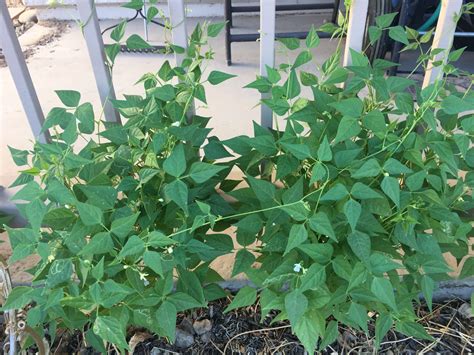 How to Grow Tepary Beans in Phoenix | Gardening in the Desert