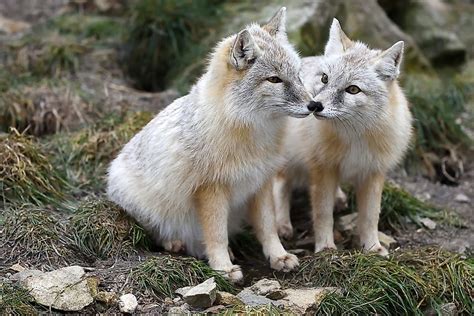 The Twelve Species Of True Foxes - WorldAtlas