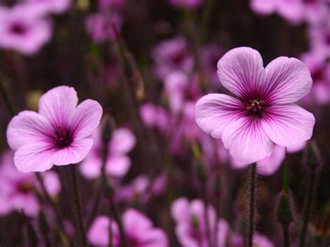 Purple Flowers Wallpapers - Wallpaper Cave