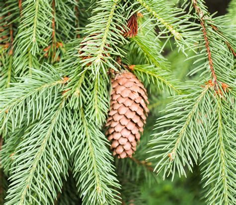 norway spruce Free Photo Download | FreeImages