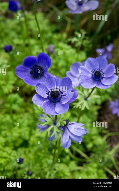 Anemone giant blue poppy hi-res stock photography and images - Alamy