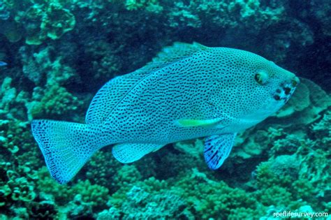 Epinephelus cyanopodus - Purple Rockcod | Reef Life Survey