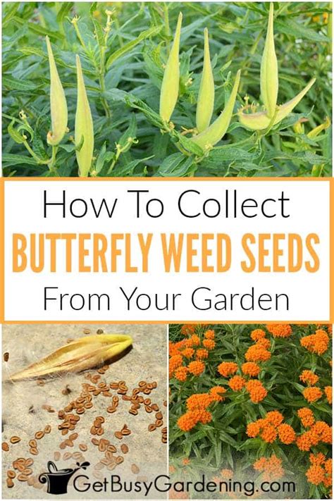 How To Harvest Butterfly Weed Seeds - Get Busy Gardening