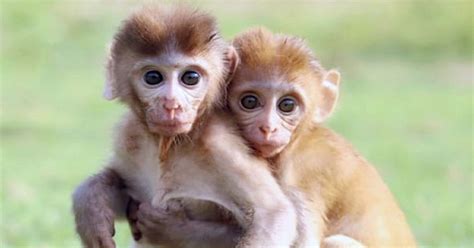 Two Monkeys Who Lost Their Mothers Few Days After Being Born Are Now Inseparable Friends - Small ...