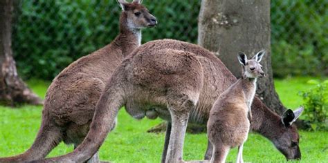 Kangaroo birthing cycle | Blackpool Zoo