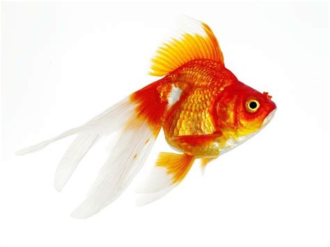 Ryukin Goldfish Care Guide & Species Profile