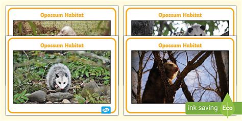 FREE! - Opossum Habitat Display Photos - Displays - Resources