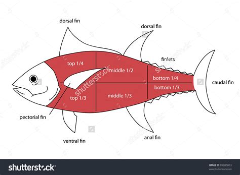 Tuna belly clipart - Clipground