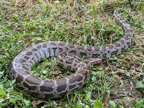 Indian Rock Python (Python molurus) : r/herpetology