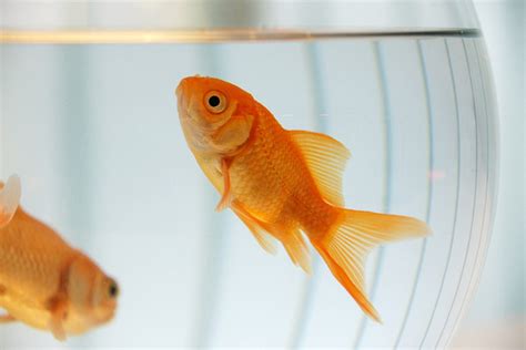 Caring For Goldfish | How To Get Started