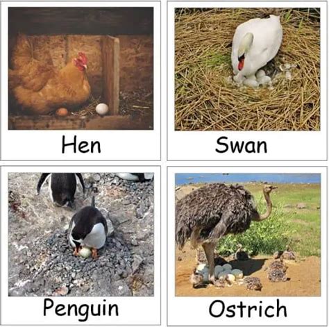 Difference Between Oviparous and Viviparous Animals (with Comparison Chart and Similarities ...