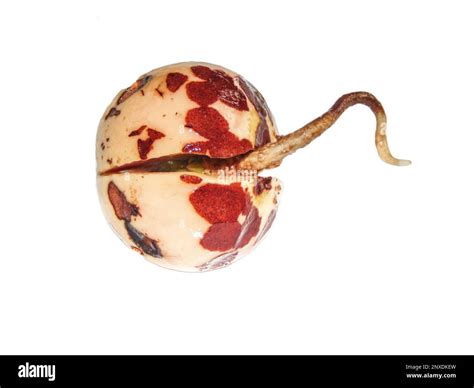 The root sprouting from an avocado seed Stock Photo - Alamy