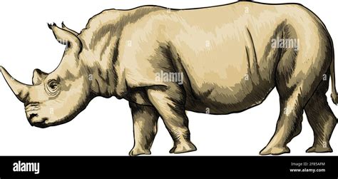 Rhinoceros from a splash of watercolor, colored drawing, realistic. Vector illustration of ...