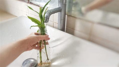 Lucky Bamboo Care Guide: How to Grow and Care for it Indoors