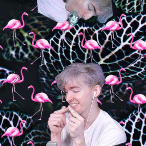 Flamingo Wallpaper Flamingo Albert Aesthetic