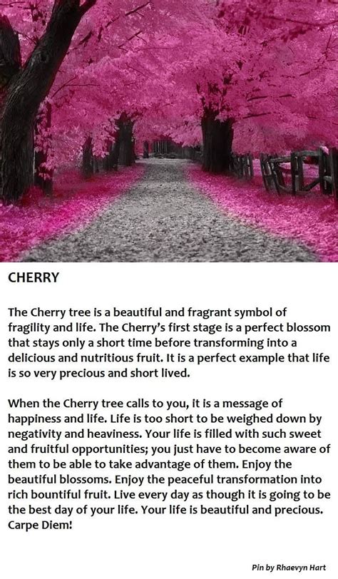 Cherry Tree | 1000 | Cherry tree, Tree meanings, Tree