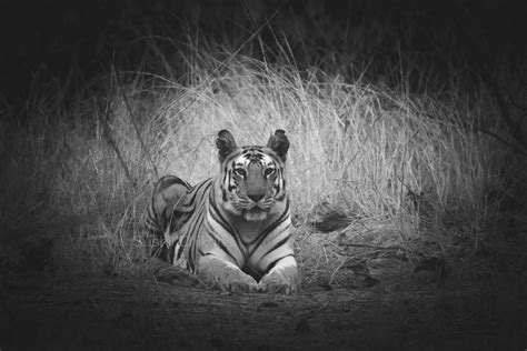 Jeevoka - Iconic Tigers of India