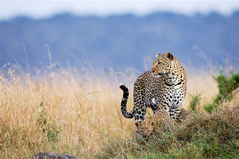 Maasai Mara National Reserve Kenya - ORYX Photo Tours