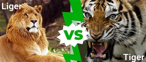 Liger vs Tiger: What are the Differences? - IMP WORLD