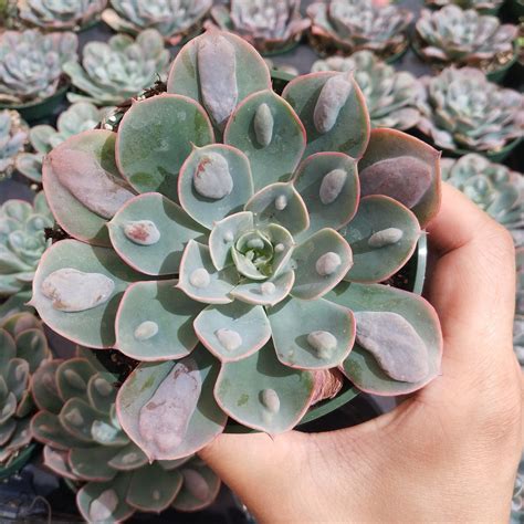 Echeveria Raindrop Rare Succulent Plant Shown in 4" Pot – Succulents Depot