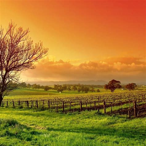 Sunset Field | Landscape wallpaper, Landscape, Scenery