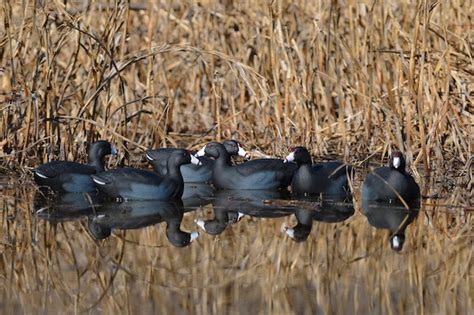 How to Make Small Decoy Spreads Work for You - Wildfowl