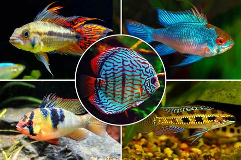 African Cichlids Breeds