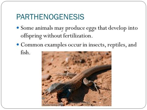 Parthenogenesis In Animals